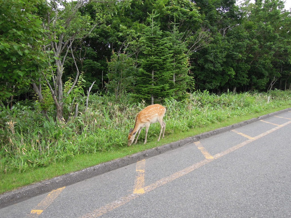Les 5 lacs du parc Shiretoko: ici les daims sont absolument partout