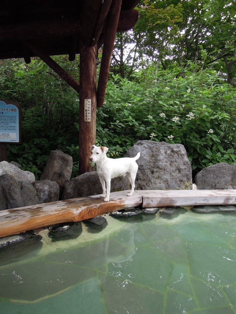 Bain de pied à Kawayu Onsen: Carlo est toujours curieux