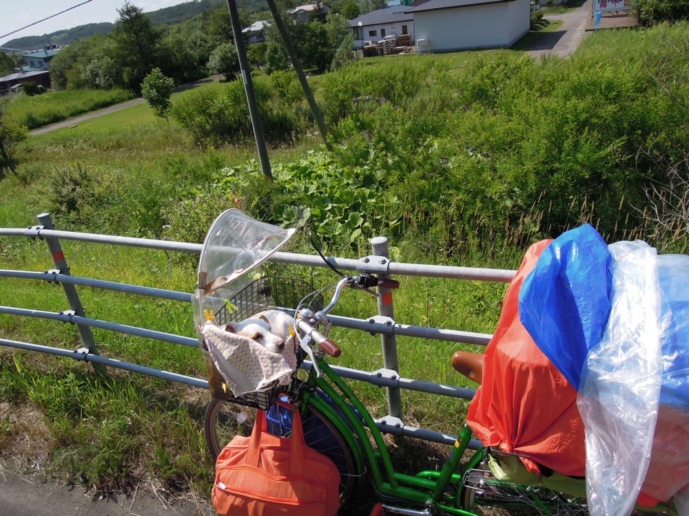 Carlo dans son panier en position 'poule'