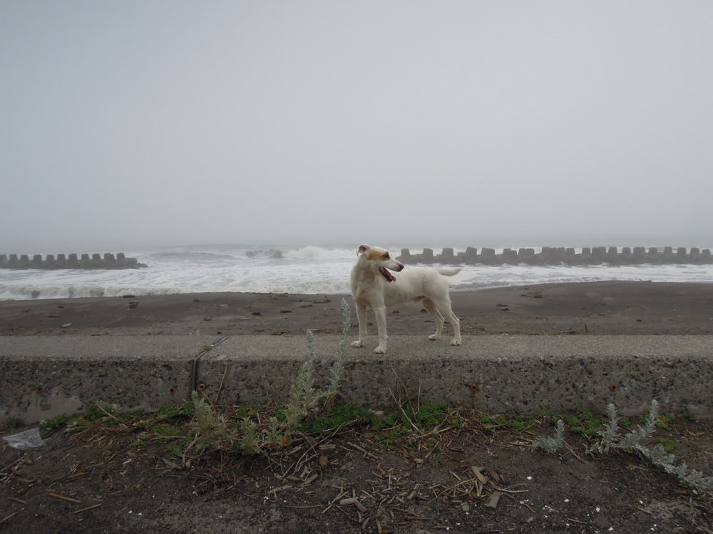 Peu importe la grisaille et les hautes vagues, Carlo adore la plage! Il court dans un sens puis dans l'autre, comme un fou!