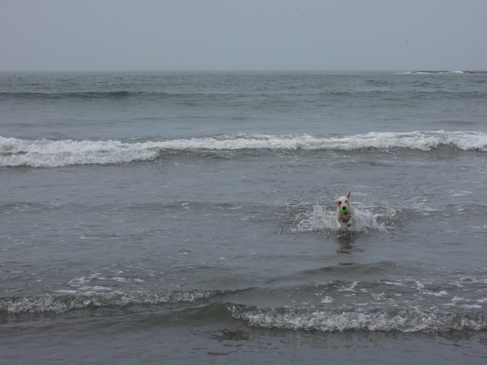 Carlo défie les grosses vagues pour aller chercher sa balle