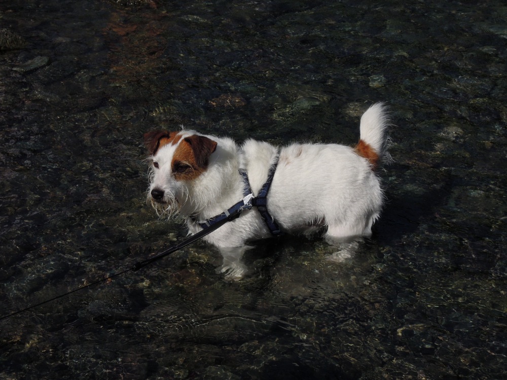 Barbecue: la rivière est un super terrain de jeux... pour les chiens et pour nous!