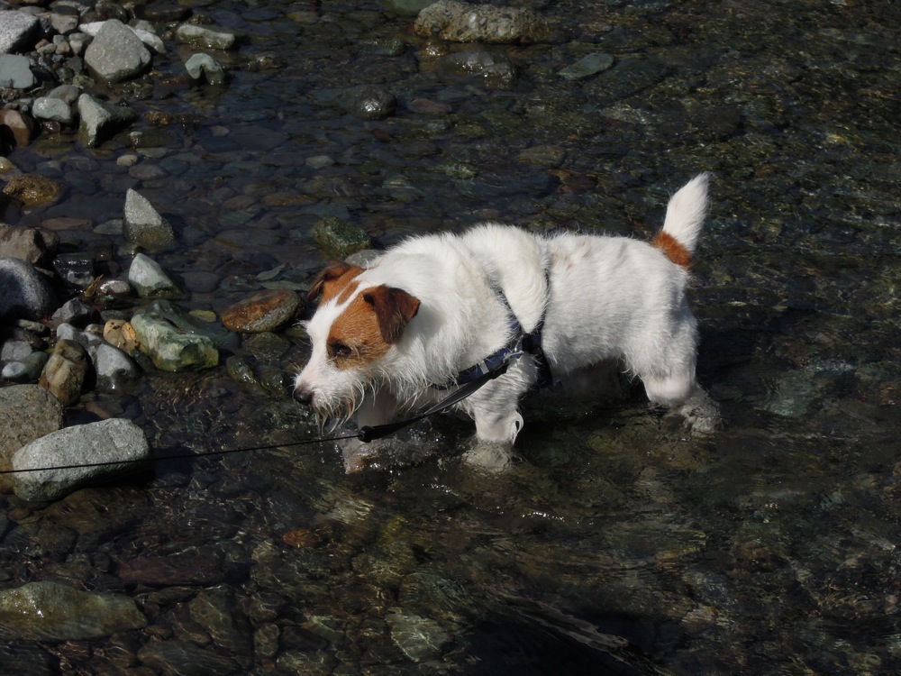 Barbecue: la rivière est un super terrain de jeux... pour les chiens et pour nous!