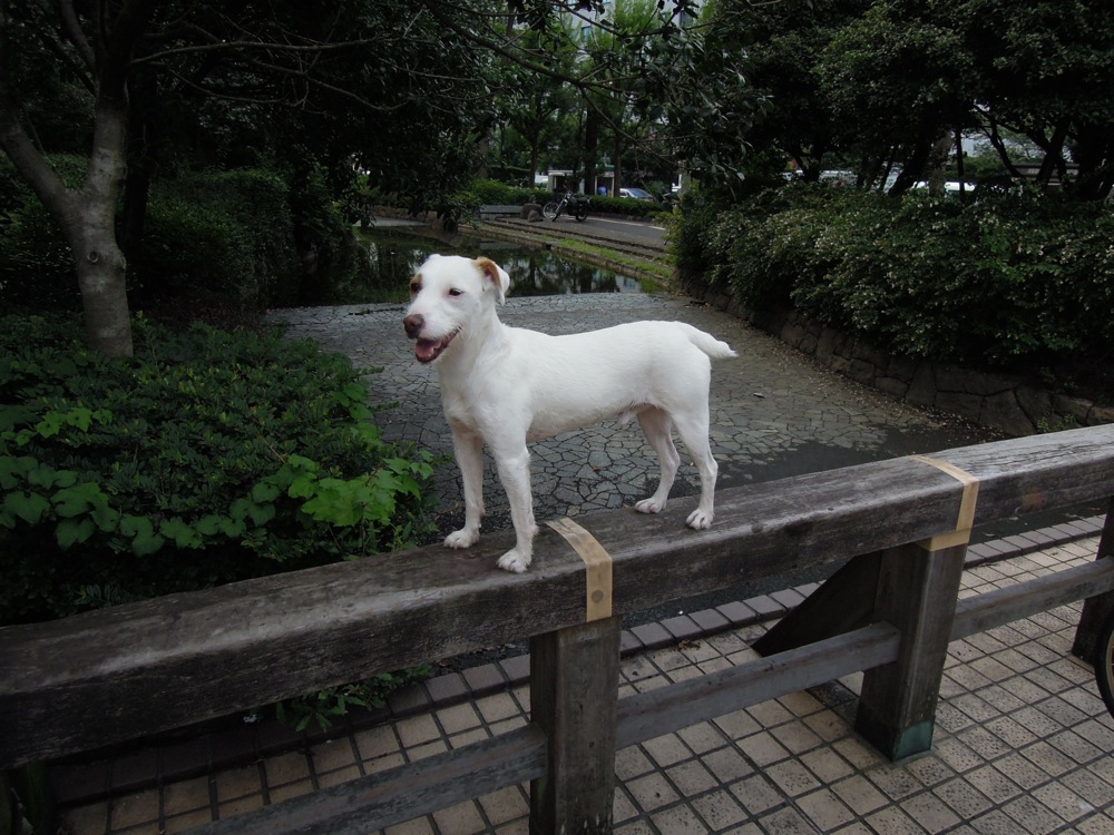 Carlo à Iidabashi qui attend patiemment (ou presque) que François sorte de ses cours de japonais!