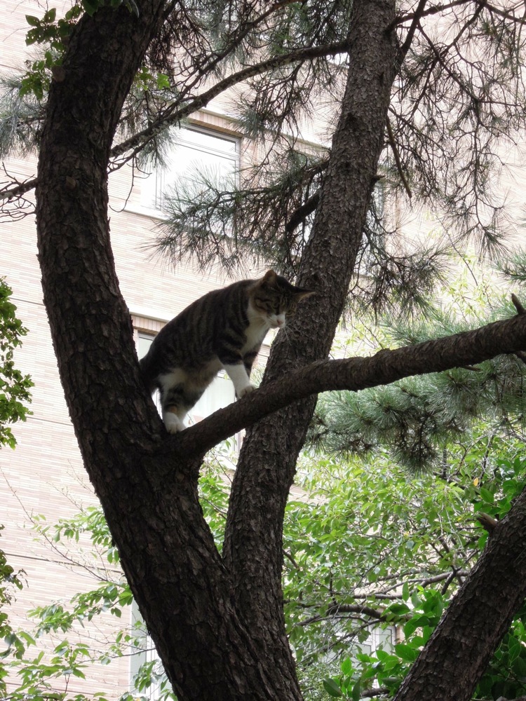 Promenade matinale avec Carlo le long des voies ferrées: l'effet dévastateur de Carlo: ce pauvre petit chat a eu tellement peur qu'il a grimpé dans l'arbre! 