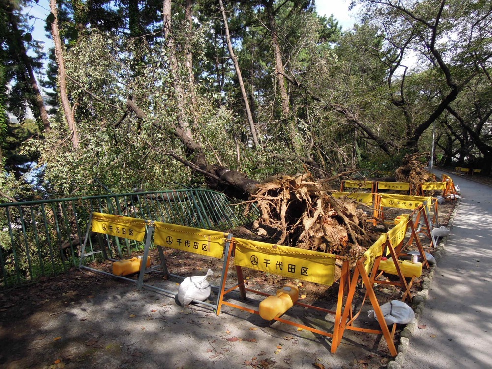 Promenade matinale avec Carlo le long des voies ferrées: après le passage du typhon 15
