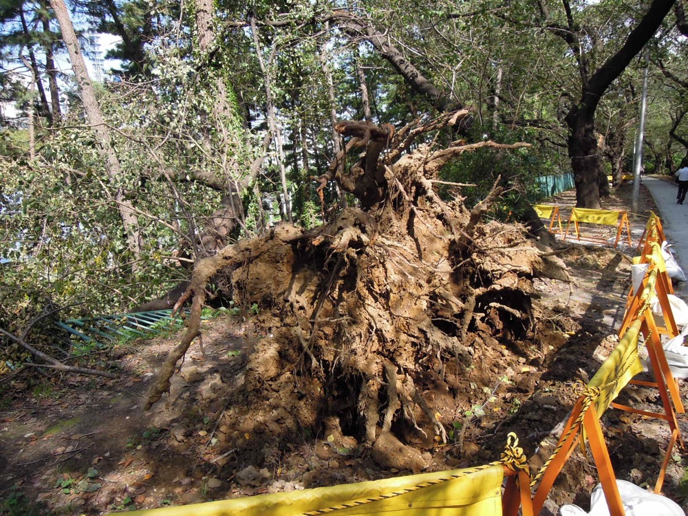 Promenade matinale avec Carlo le long des voies ferrées: après le passage du typhon 15