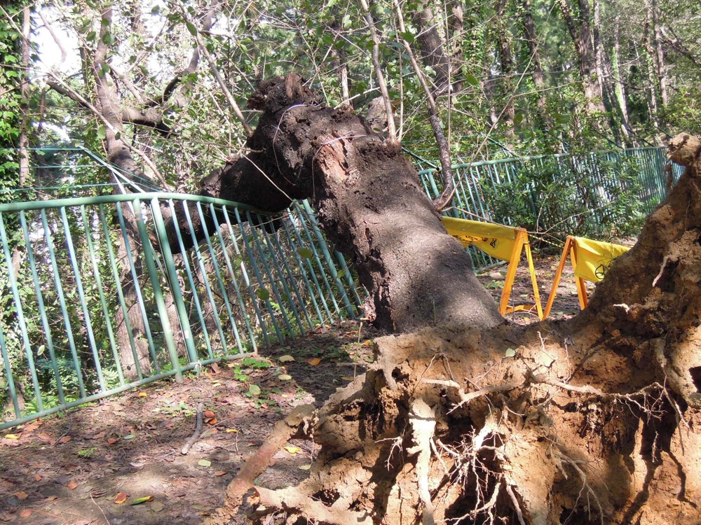 Promenade matinale avec Carlo le long des voies ferrées: après le passage du typhon 15