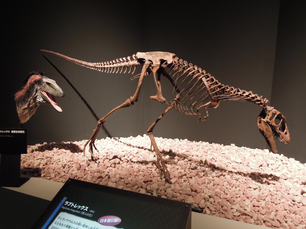 Musée des sciences et de la nature: expo sur les dinos: tyrannosaure