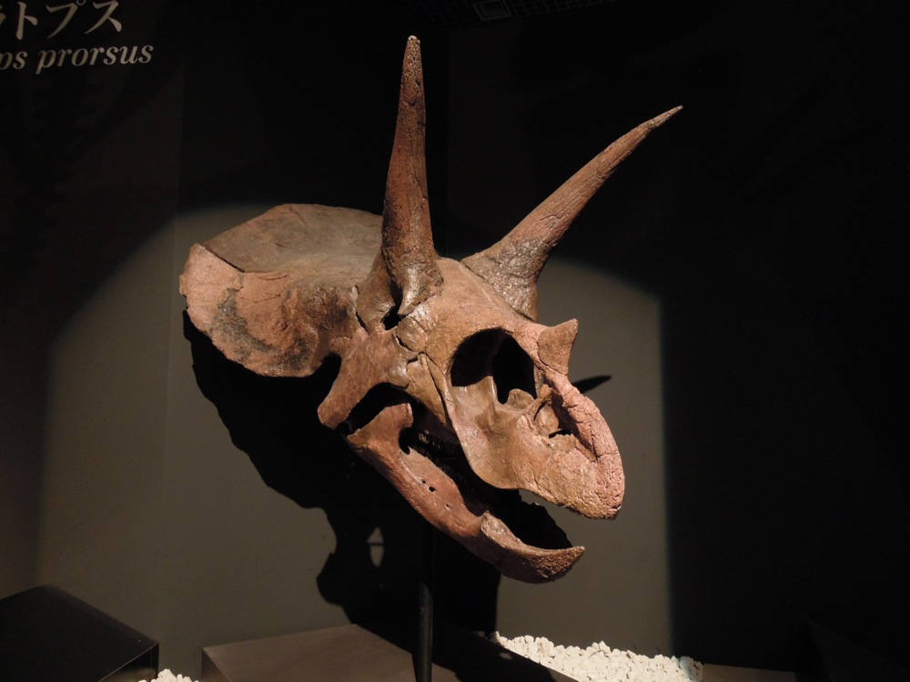 Musée des sciences et de la nature: expo sur les dinos: tête de triceratops