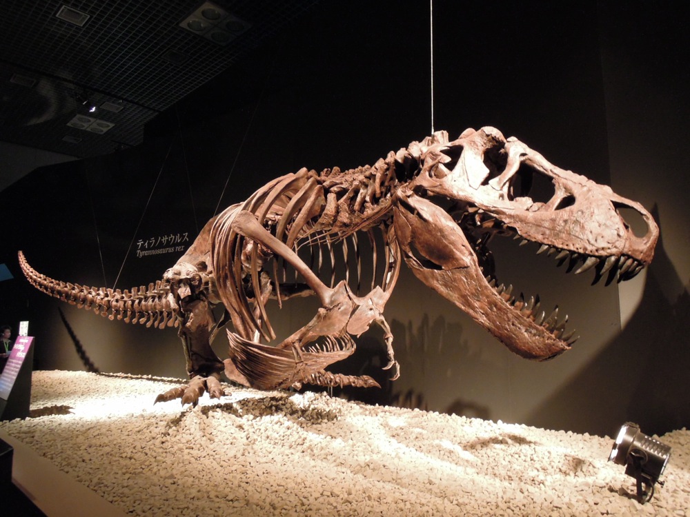 Musée des sciences et de la nature: expo sur les dinos: tyrannosaure