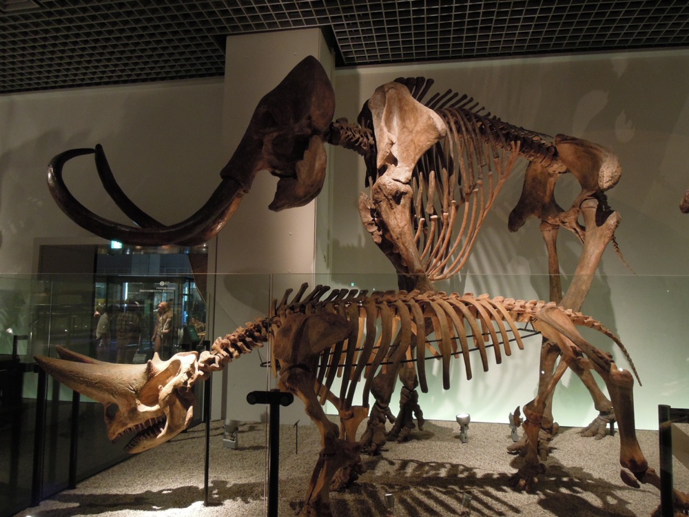 Musée des sciences et de la nature: mammouth