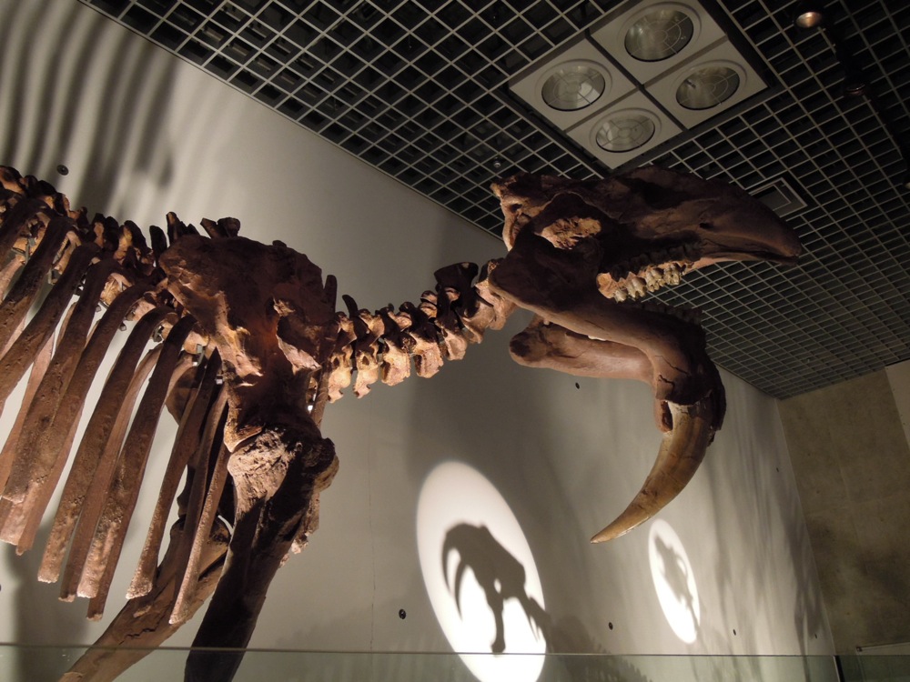 Musée des sciences et de la nature: drôle de crâne, n'est-ce pas?!