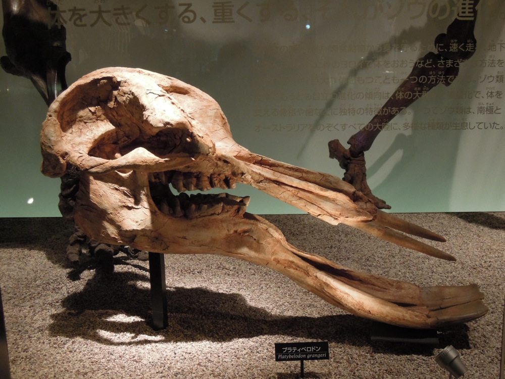 Musée des sciences et de la nature: drôle de crâne, n'est-ce pas?!