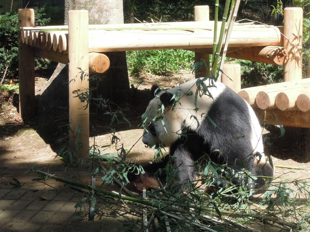 Zoo de Ueno: le très célèbre Panda est de retour!