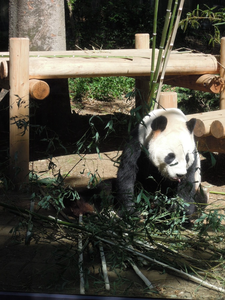 Zoo de Ueno: le très célèbre Panda est de retour!