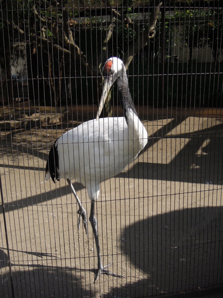 Zoo de Ueno: grue à crête rouge: symbole de longévité au Japon