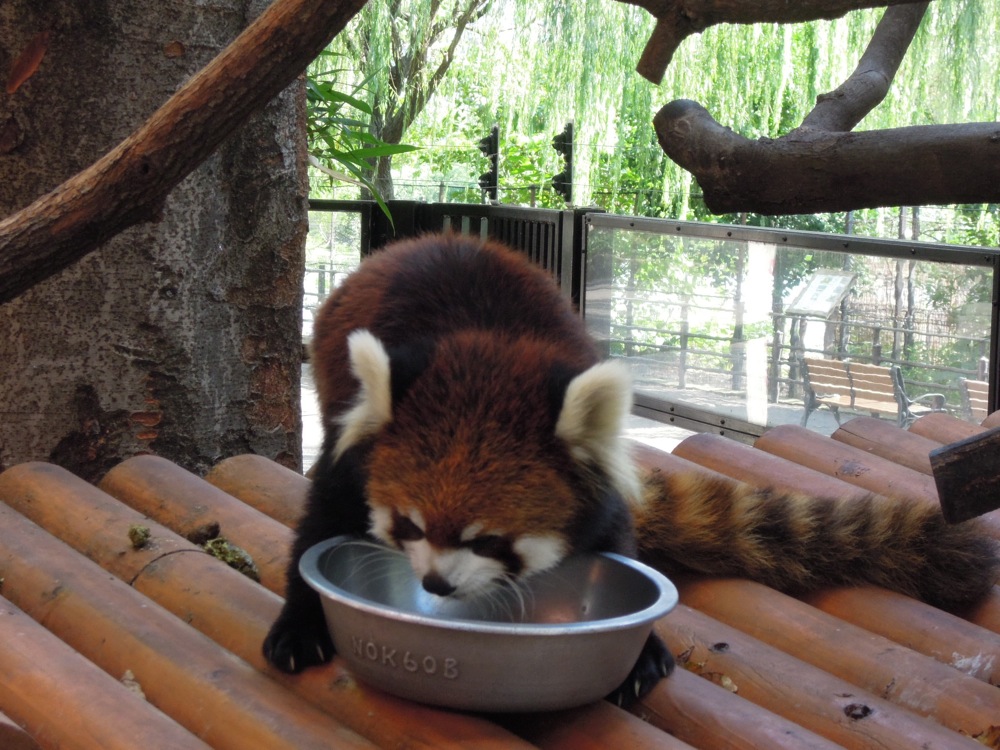 Zoo de Ueno: notre animal favori: le panda roux
