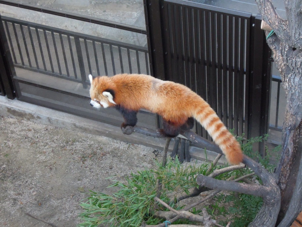 Zoo de Ueno: notre animal favori: le panda roux